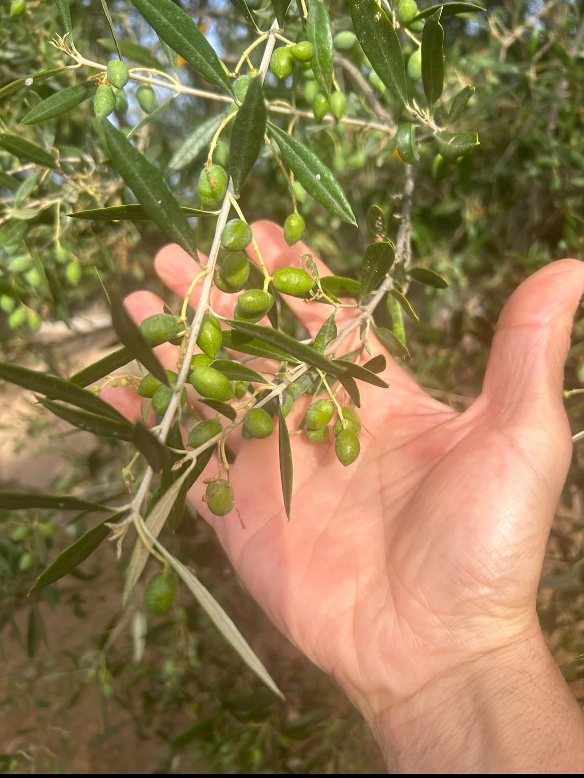 Olive oil harvest time in Spain: a look at the peak of the olive season