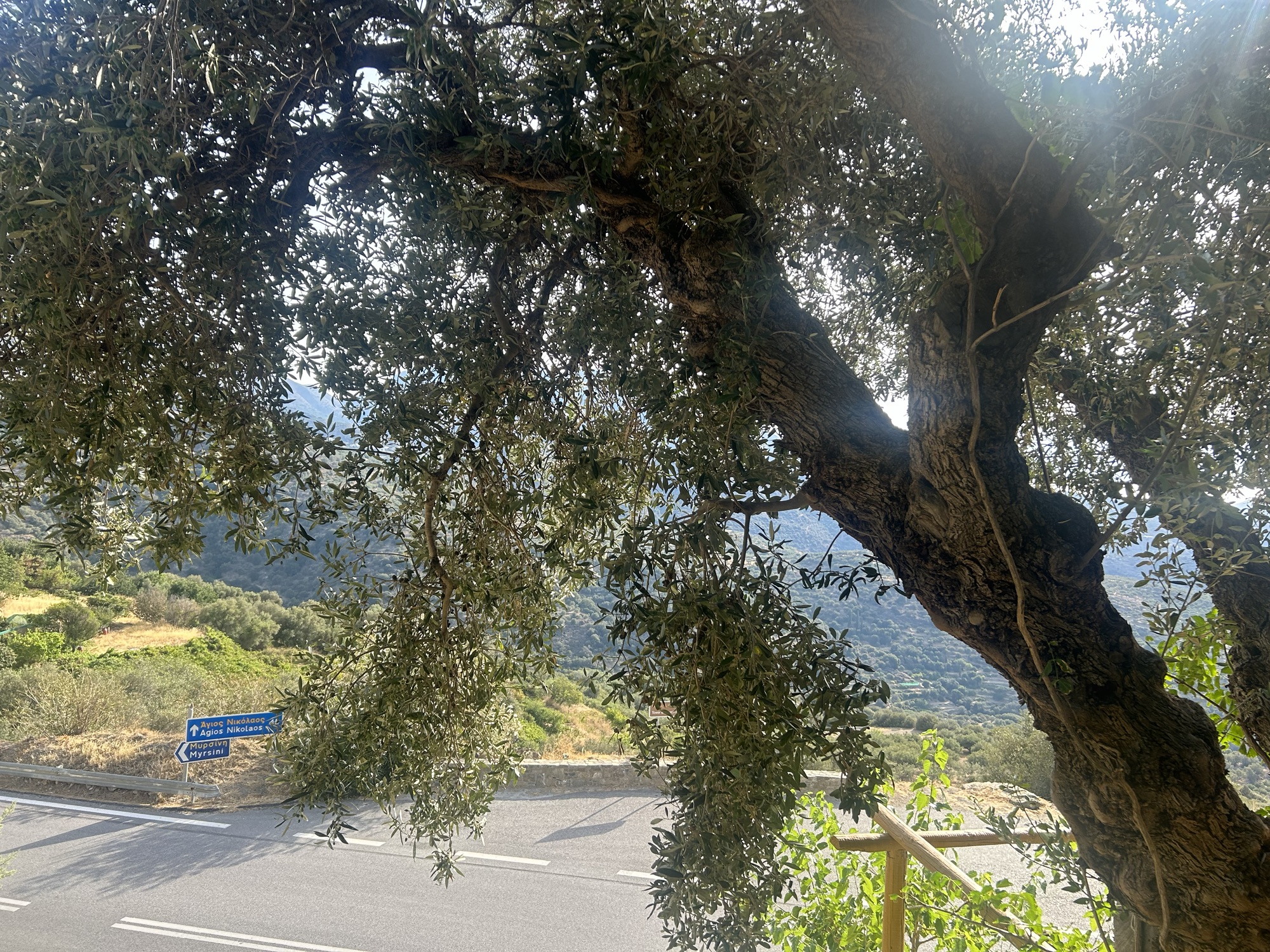 The varieties of olives can be very different in terms of their content of polyphenols.