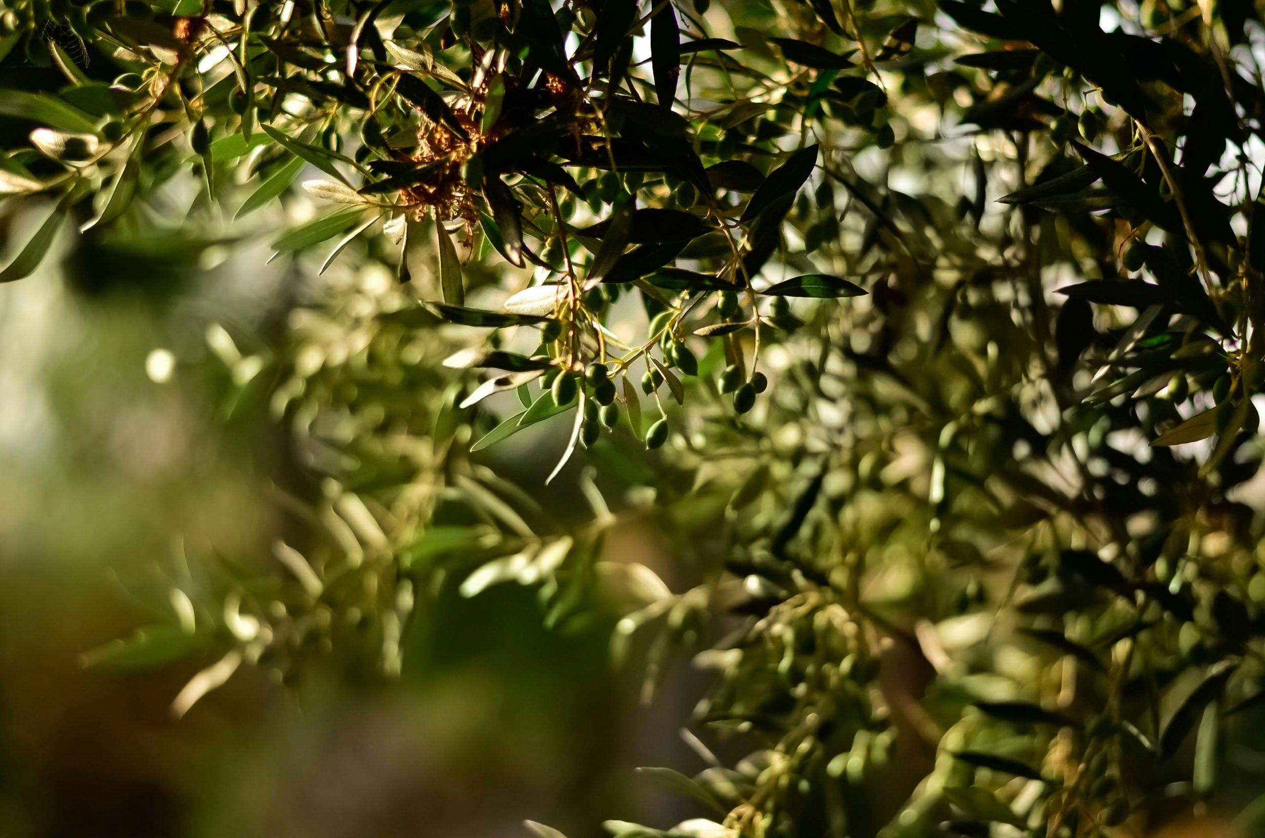Discover high-polyphenol olive oil from Catalonia, Spain