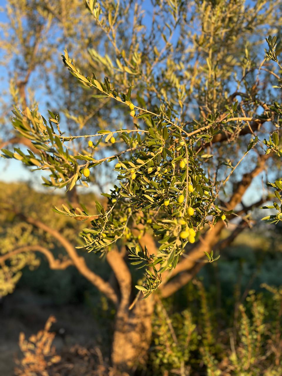 The best olive oils from the island of Elba with a high polyphenol content